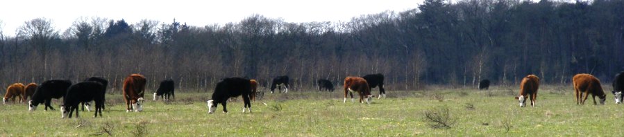 Runderen van het koeien-ras blaarkop in natuurweide bij Wolfheze, zowel kleurslag rood als zwart