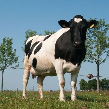 Zwartbonte FH koe van Beeldbank.nl